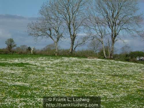 Daisy Field
